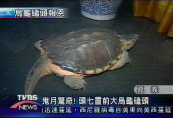 鬼月驚奇 頭七靈前大烏龜磕頭
