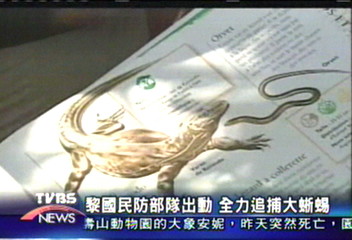 超大蜥蜴出沒社區 黎巴嫩居民驚慌