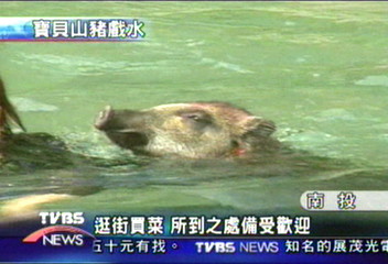 寵物小山豬　擦指甲油頭髮挑染