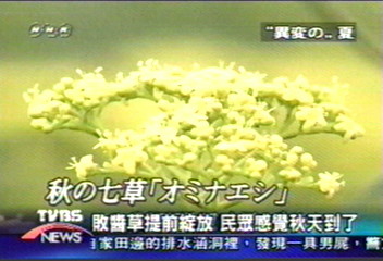 日敗醬草提前綻放 民眾感覺秋天到了