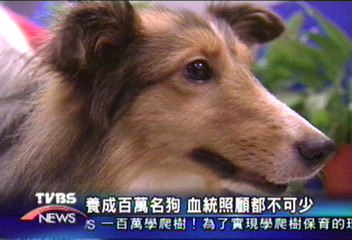養成百萬名狗 血統照顧都不可少