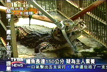 日本小鎮大新聞 鱷魚出現在水溝中
