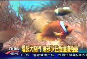 電影大熱門 東部小丑魚遭捕殆盡
