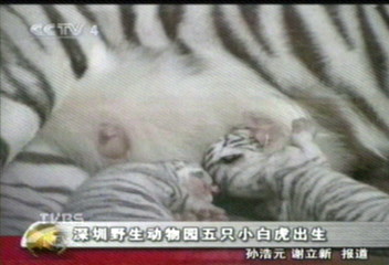 印度白虎產五胞胎 五虎將可愛亮相