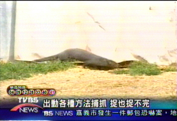 上千隻水貂被人放生 飼主傷腦筋