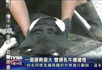 一個頭兩個大 雙頭乳牛模樣怪