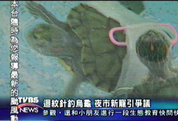 釣烏龜受歡迎 夜市新興娛樂