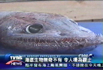 紐澳海域深海 發現近2千種新魚