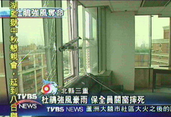 杜鵑強風豪雨　保全員關窗摔死