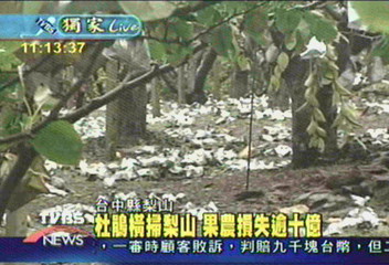 〈獨家〉杜鵑肆虐梨山重創　損失達10億