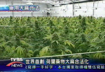 世界首創　荷蘭藥物大麻合法化