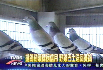 擄鴿勒贖集團 標榜講信用放肉票