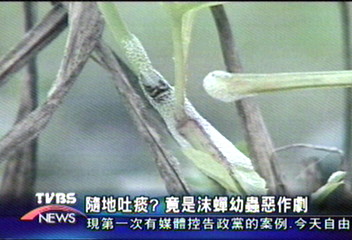 隨地吐痰? 竟是沫蟬幼蟲惡作劇