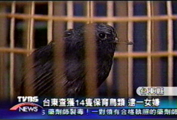 台東查獲14隻保育鳥類　逮捕一女嫌