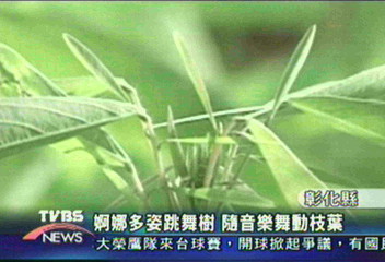 婀娜多姿跳舞樹 隨音樂舞動枝葉