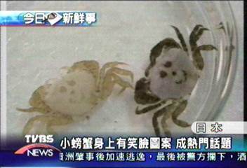 小螃蟹身上有笑臉圖案　成熱門話題