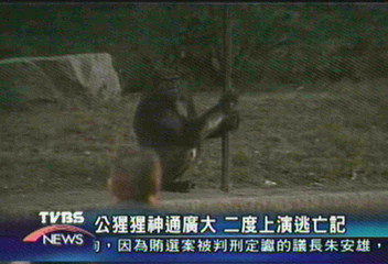 猩猩逃出動物園　波士頓街頭撒野