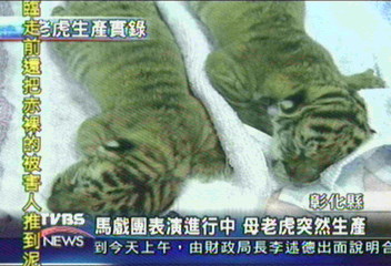 馬戲團表演進行中　母老虎突然生產
