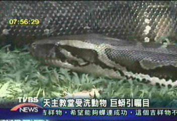 天主教堂受洗動物 巨蟒引矚目