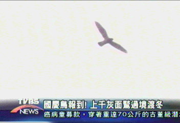 國慶鳥報到! 上千灰面鷲過境渡冬