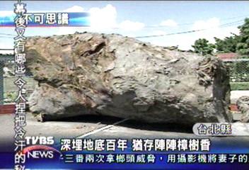 打地基挖到神木　百年牛樟樹