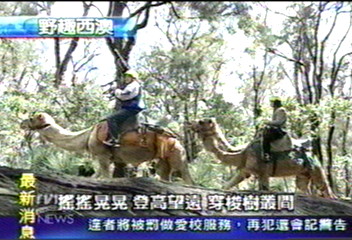 【野趣西澳】不必烈日曬　騎駱駝享森林浴當紅