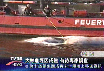 德國漢堡港口 驚見大鯨魚屍體