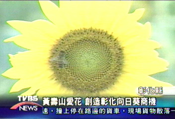 黃壽山愛花　創造彰化向日葵商機