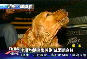 〈獨家〉老黃狗隨音樂哼歌　成酒吧台柱