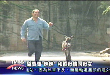 驢寶寶「妹妹」 和褓母情同母女