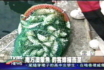 來南方澳釣「象魚」　1小時撈3千元