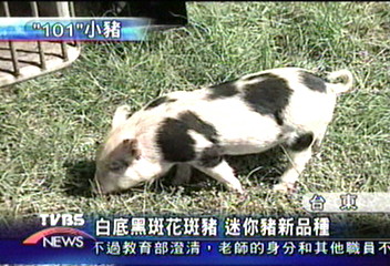 白底黑斑花斑豬　迷你豬新品種