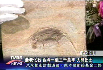 世界「最老化石」開棺　台灣首展