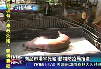 肉品市場宰死豬 動物防疫局搜查
