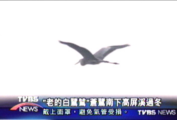 「老的白鷺鷥」　蒼鷺南下高屏溪過冬