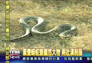大蟒蛇現身澎湖　居民大吃一驚