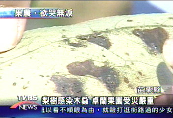 梨樹感染木蝨　卓蘭果園受災嚴重