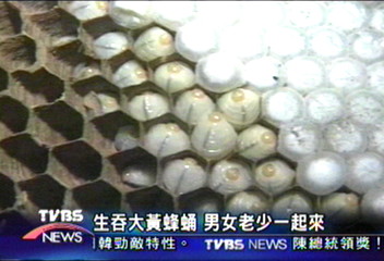生吞大黃蜂蛹 男女老少一起來