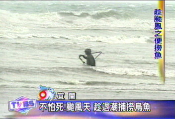 不怕死！颱風天　趁退潮捕撈烏魚