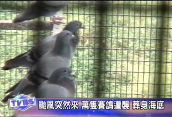 颱風突然來　萬隻賽鴿遭襲　葬身海底