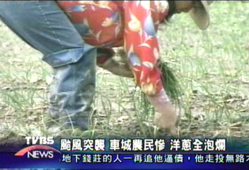颱風突襲 車城農民慘 洋蔥全泡爛