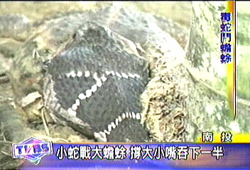 小蛇戰大蟾蜍　撐大小嘴吞下一半