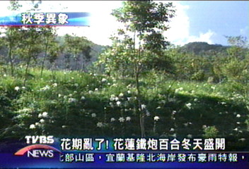花期亂了　花蓮鐵炮百合冬天盛開