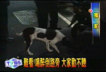 〈獨家〉真糗！醉漢倒路旁　狗兒湊熱鬧