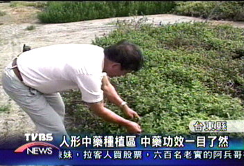 人形中藥種植區 中藥功效一目了然