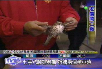 七手八腳抓老鷹 折騰兩個半小時