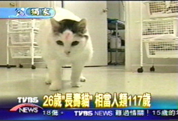 〈獨家〉26歲「長壽貓」　相當人類117歲
