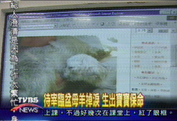 母羊飆淚屠夫鬆手　產下兩隻小羊