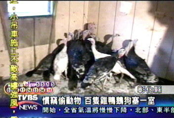 慣竊偷動物 百隻雞鴨鵝狗塞一室