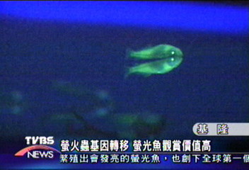 基因工程改造 螢光魚發亮